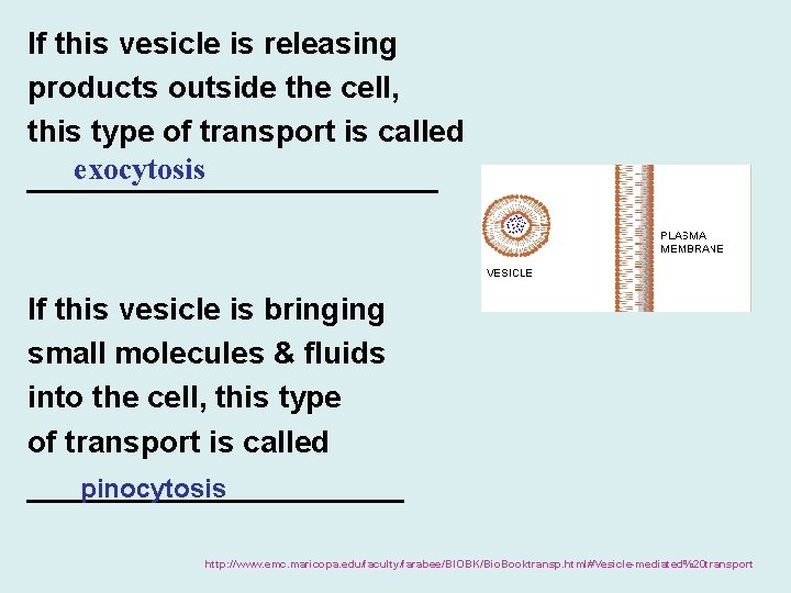 If this vesicle is releasing products outside the cell, this type of transport is