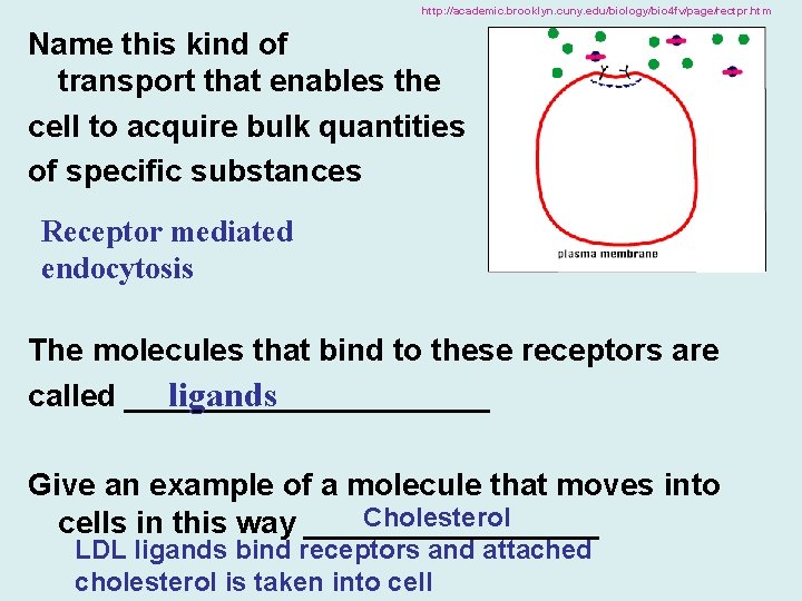 http: //academic. brooklyn. cuny. edu/biology/bio 4 fv/page/rectpr. htm Name this kind of transport that