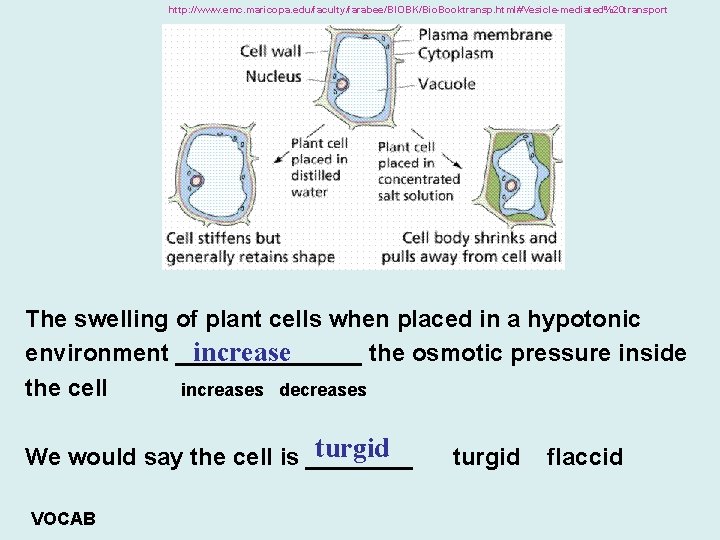 http: //www. emc. maricopa. edu/faculty/farabee/BIOBK/Bio. Booktransp. html#Vesicle-mediated%20 transport The swelling of plant cells when