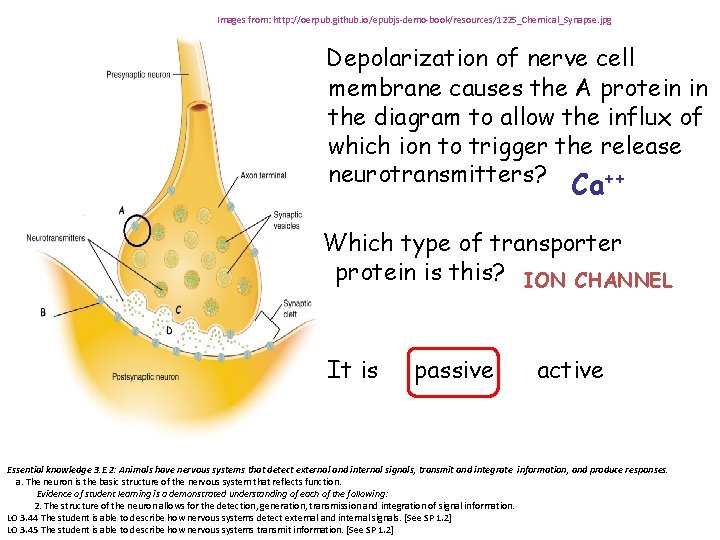 Images from: http: //oerpub. github. io/epubjs-demo-book/resources/1225_Chemical_Synapse. jpg Depolarization of nerve cell membrane causes the