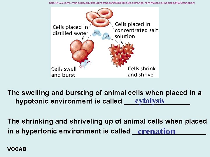 http: //www. emc. maricopa. edu/faculty/farabee/BIOBK/Bio. Booktransp. html#Vesicle-mediated%20 transport The swelling and bursting of animal