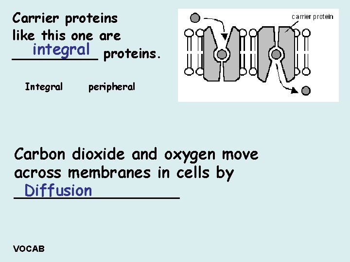 Carrier proteins like this one are integral proteins. _____ Integral peripheral Carbon dioxide and