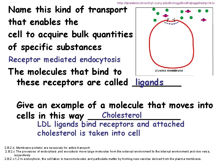 http: //academic. brooklyn. cuny. edu/biology/bio 4 fv/page/rectpr. htm Name this kind of transport that