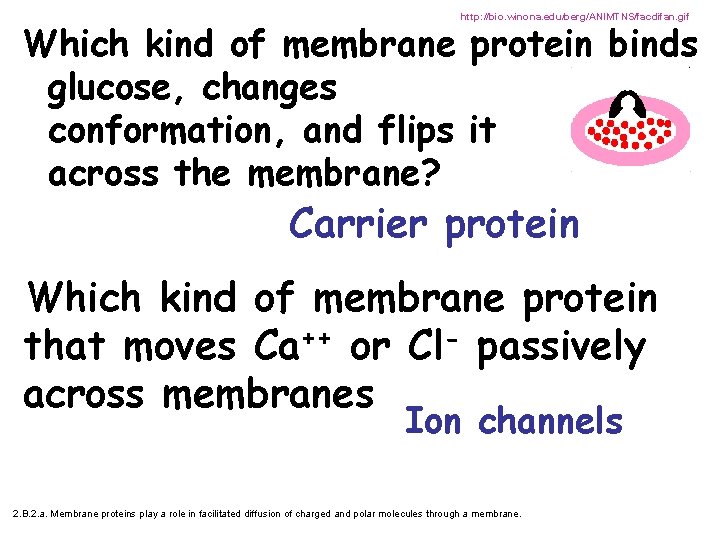 http: //bio. winona. edu/berg/ANIMTNS/facdifan. gif Which kind of membrane protein binds glucose, changes conformation,