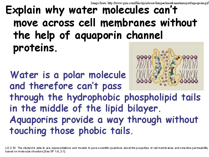 Image from: http: //www. quia. com/files/quia/users/lmcgee/membranetransport/aquaporin. gif Explain why water molecules can’t move across