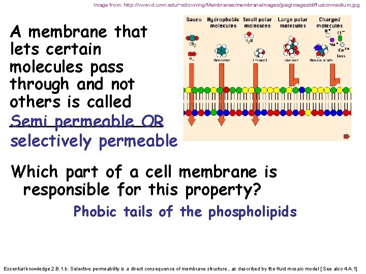 Image from: http: //www. d. umn. edu/~sdowning/Membranes/membrane. Images/jpegimages/diffusionmedium. jpg A membrane that lets certain