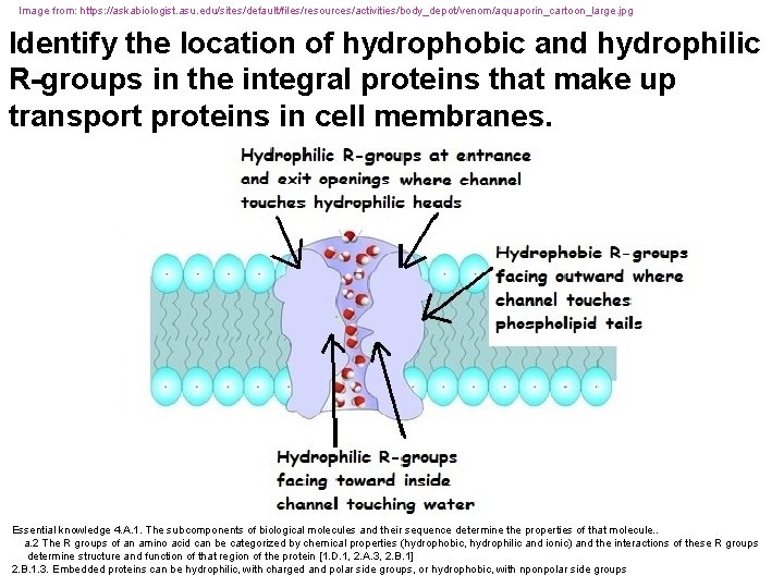 Image from: https: //askabiologist. asu. edu/sites/default/files/resources/activities/body_depot/venom/aquaporin_cartoon_large. jpg Identify the location of hydrophobic and hydrophilic