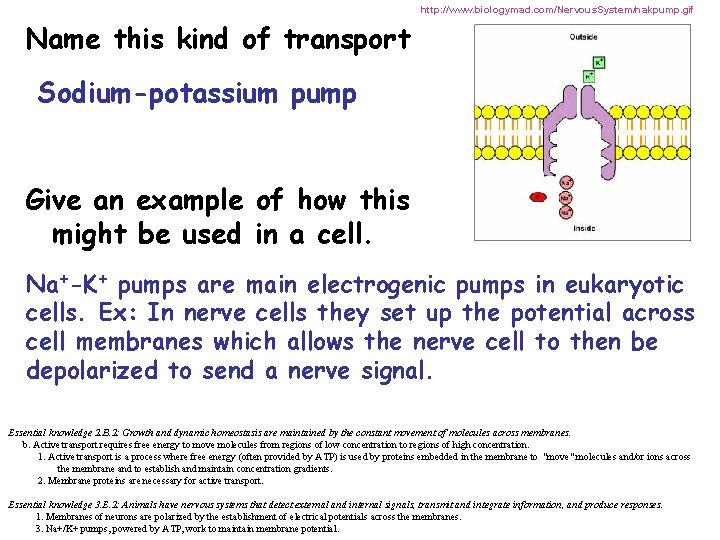 http: //www. biologymad. com/Nervous. System/nakpump. gif Name this kind of transport Sodium-potassium pump Give