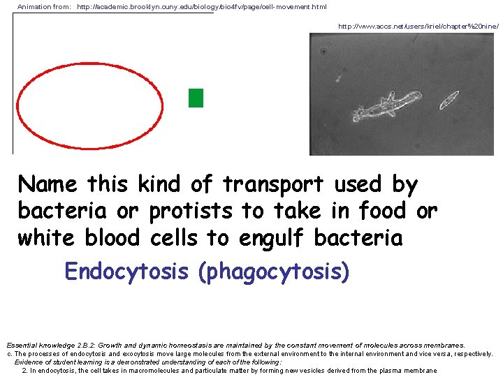 Animation from: http: //academic. brooklyn. cuny. edu/biology/bio 4 fv/page/cell-movement. html http: //www. accs. net/users/kriel/chapter%20