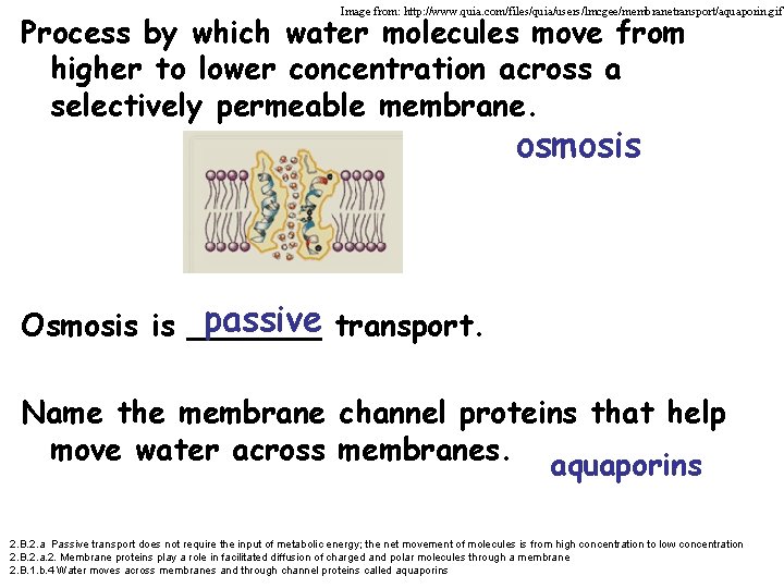 Image from: http: //www. quia. com/files/quia/users/lmcgee/membranetransport/aquaporin. gif Process by which water molecules move from