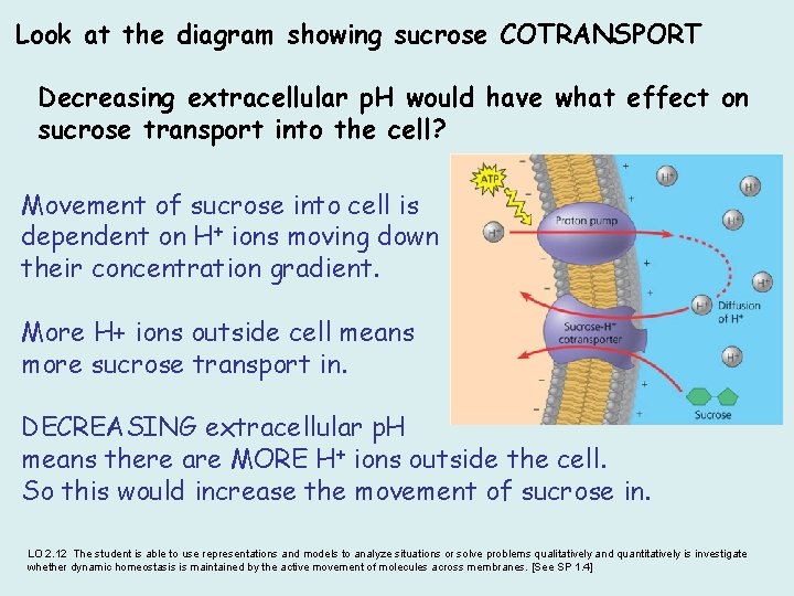  Look at the diagram showing sucrose COTRANSPORT Decreasing extracellular p. H would have