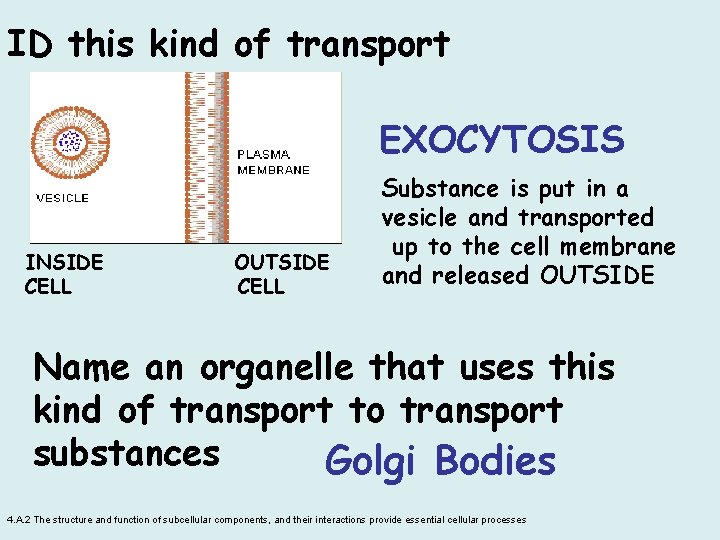 ID this kind of transport EXOCYTOSIS INSIDE CELL OUTSIDE CELL Substance is put in