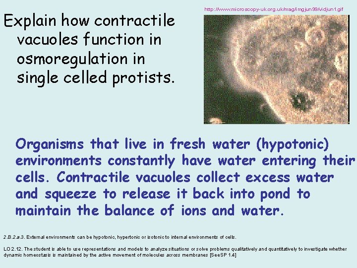 Explain how contractile vacuoles function in osmoregulation in single celled protists. http: //www. microscopy-uk.