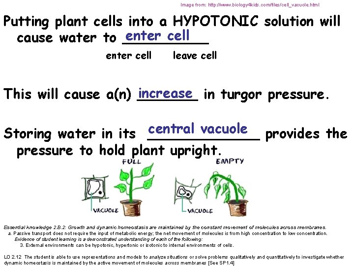 Image from: http: //www. biology 4 kids. com/files/cell_vacuole. html Putting plant cells into a