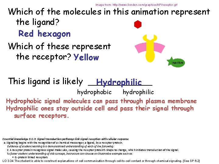 Image from: http: //www. lionden. com/graphics/AP/receptor. gif Which of the molecules in this animation