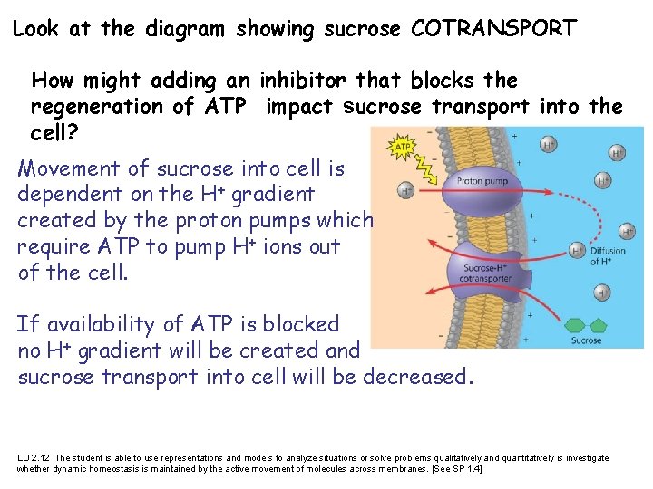  Look at the diagram showing sucrose COTRANSPORT How might adding an inhibitor that