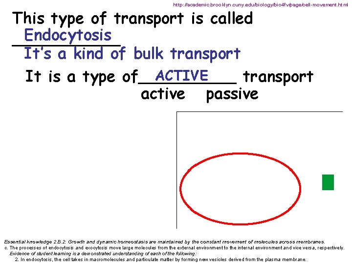 http: //academic. brooklyn. cuny. edu/biology/bio 4 fv/page/cell-movement. html This type of transport is called