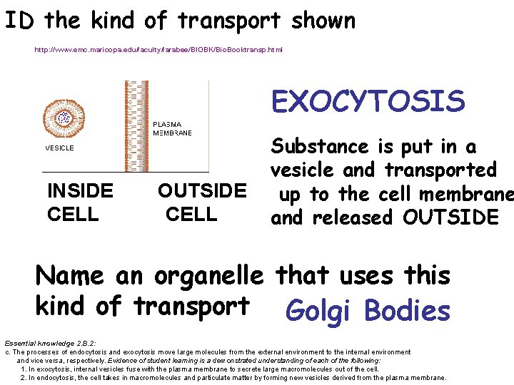 ID the kind of transport shown http: //www. emc. maricopa. edu/faculty/farabee/BIOBK/Bio. Booktransp. html EXOCYTOSIS