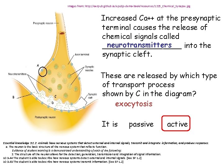 Images from: http: //oerpub. github. io/epubjs-demo-book/resources/1225_Chemical_Synapse. jpg Increased Ca++ at the presynaptic terminal causes