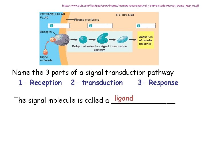 https: //www. quia. com/files/quia/users/lmcgee/membranetransport/cell_communication/recept_transd_resp_UL. gif Name the 3 parts of a signal transduction pathway