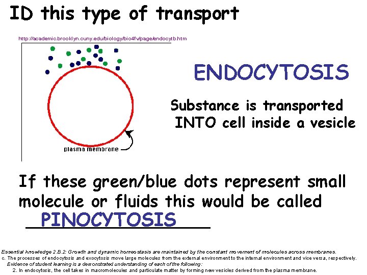 ID this type of transport http: //academic. brooklyn. cuny. edu/biology/bio 4 fv/page/endocytb. htm ENDOCYTOSIS