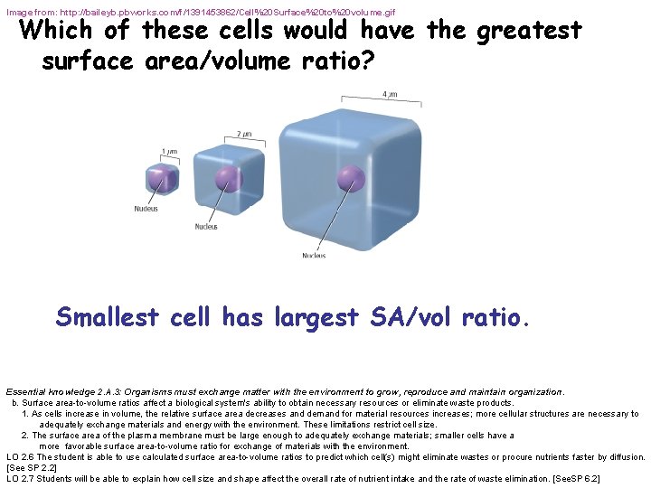 Image from: http: //baileyb. pbworks. com/f/1391453862/Cell%20 Surface%20 to%20 volume. gif Which of these cells