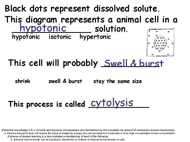 Black dots represent dissolved solute. This diagram represents a animal cell in a hypotonic