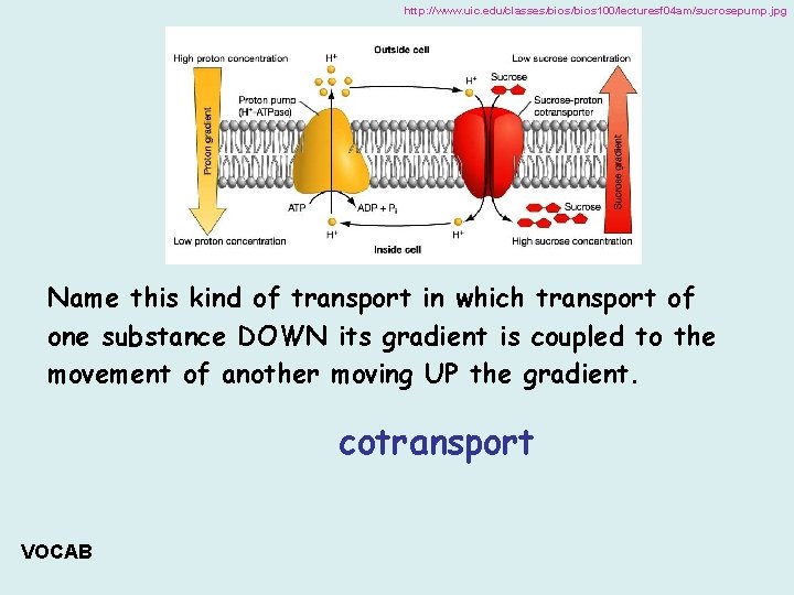 http: //www. uic. edu/classes/bios 100/lecturesf 04 am/sucrosepump. jpg Name this kind of transport in