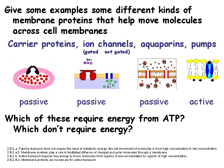 Give some examples some different kinds of membrane proteins that help move molecules across