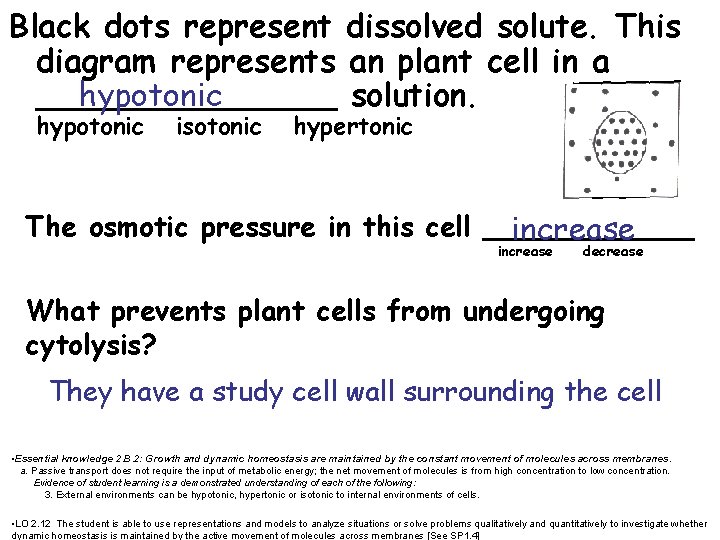 Black dots represent dissolved solute. This diagram represents an plant cell in a hypotonic