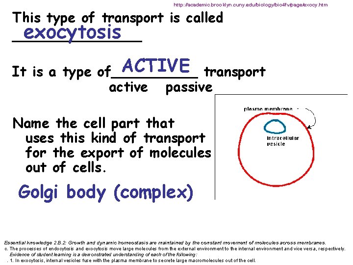 http: //academic. brooklyn. cuny. edu/biology/bio 4 fv/page/exocy. htm This type of transport is called