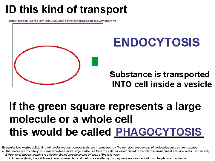 ID this kind of transport http: //academic. brooklyn. cuny. edu/biology/bio 4 fv/page/cell-movement. html ENDOCYTOSIS