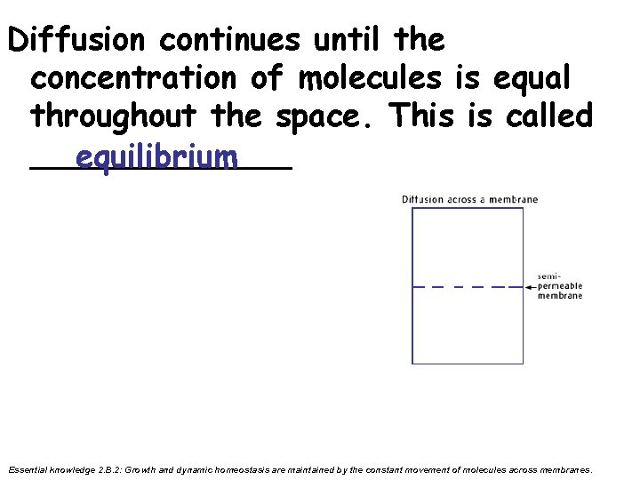 Diffusion continues until the concentration of molecules is equal throughout the space. This is