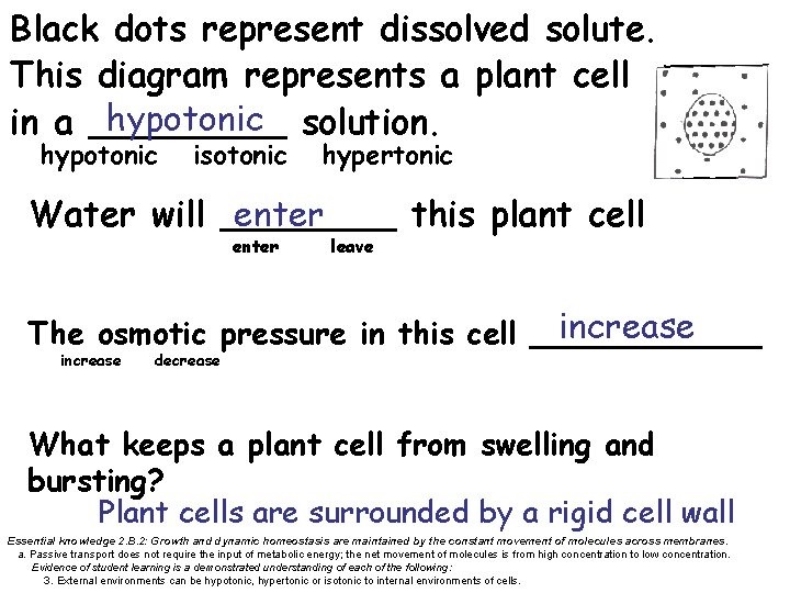 Black dots represent dissolved solute. This diagram represents a plant cell hypotonic solution. in