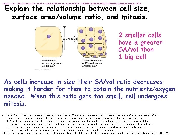 Image from: http: //bioserv. fiu. edu/~walterm/B/cell_components/4. 3%20 Effect%20 of%20 cell%20 size%20 on%20 s. JPG