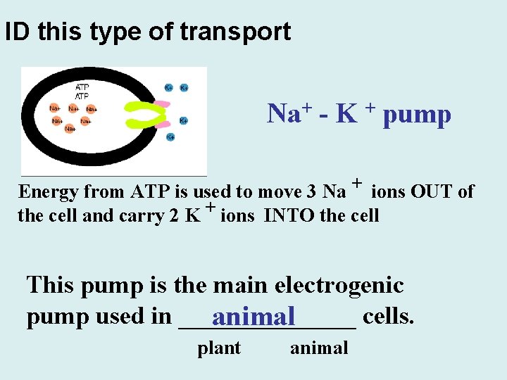 ID this type of transport Na+ - K + pump Energy from ATP is