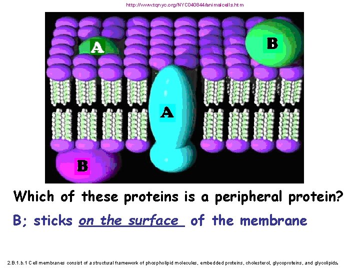 http: //www. tqnyc. org/NYC 040844/animalcells. htm Which of these proteins is a peripheral protein?