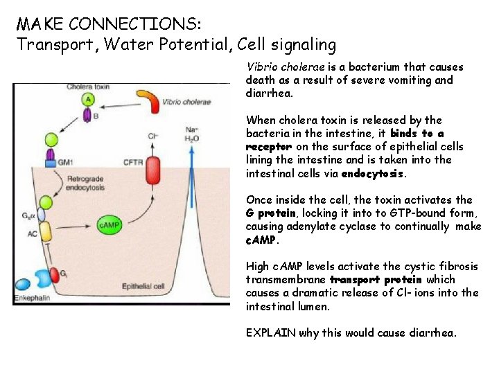 MAKE CONNECTIONS: Transport, Water Potential, Cell signaling Vibrio cholerae is a bacterium that causes