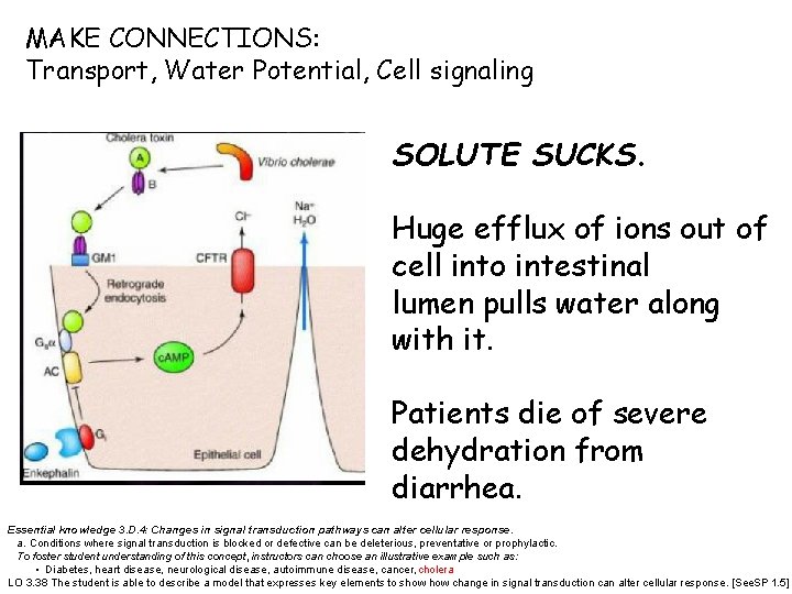 MAKE CONNECTIONS: Transport, Water Potential, Cell signaling SOLUTE SUCKS. Huge efflux of ions out
