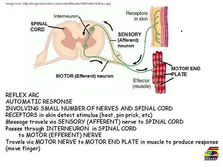 Image from: http: //image. tutorvista. com/content/feed/u 1406/reflex%20 arc. jpg REFLEX ARC AUTOMATIC RESPONSE INVOLVING