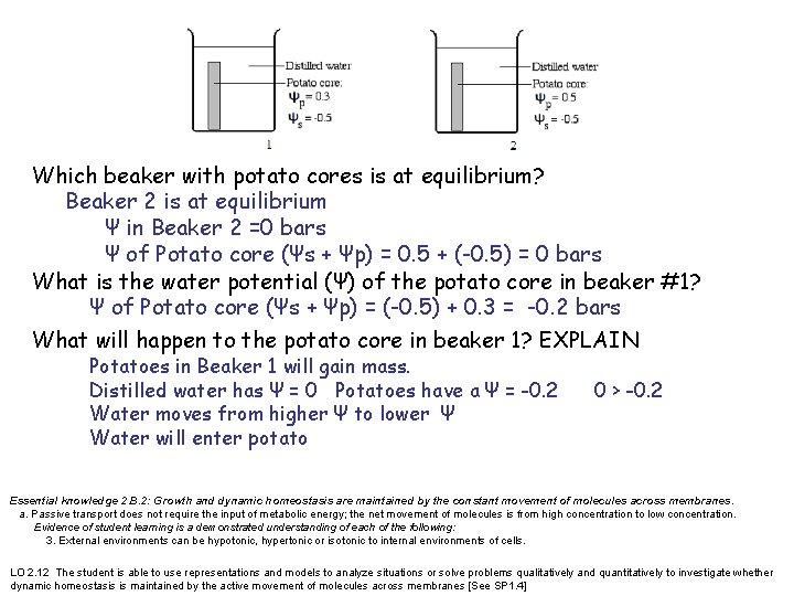 Which beaker with potato cores is at equilibrium? Beaker 2 is at equilibrium Ψ