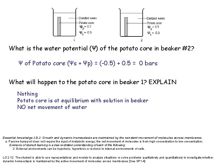 What is the water potential (Ψ) of the potato core in beaker #2? Ψ