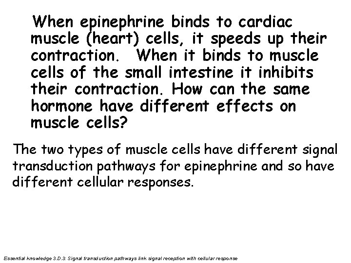 When epinephrine binds to cardiac muscle (heart) cells, it speeds up their contraction. When