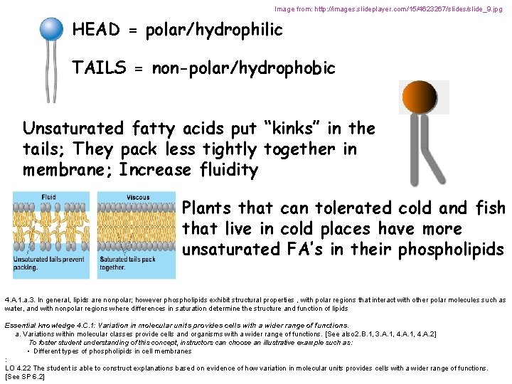 Image from: http: //images. slideplayer. com/15/4623267/slides/slide_9. jpg HEAD = polar/hydrophilic TAILS = non-polar/hydrophobic Unsaturated