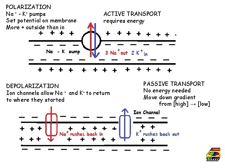 POLARIZATION Na + - K+ pumps Set potential on membrane More + outside than