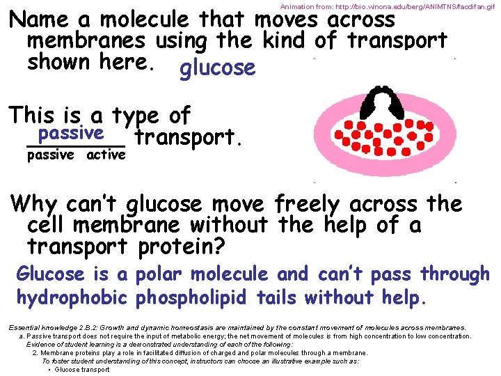Name a molecule that moves across membranes using the kind of transport shown here.