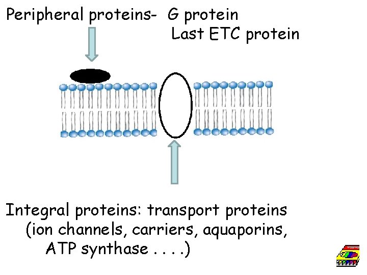 Peripheral proteins- G protein Last ETC protein Integral proteins: transport proteins (ion channels, carriers,