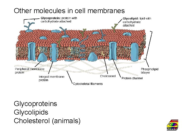 Other molecules in cell membranes Glycoproteins Glycolipids Cholesterol (animals) 