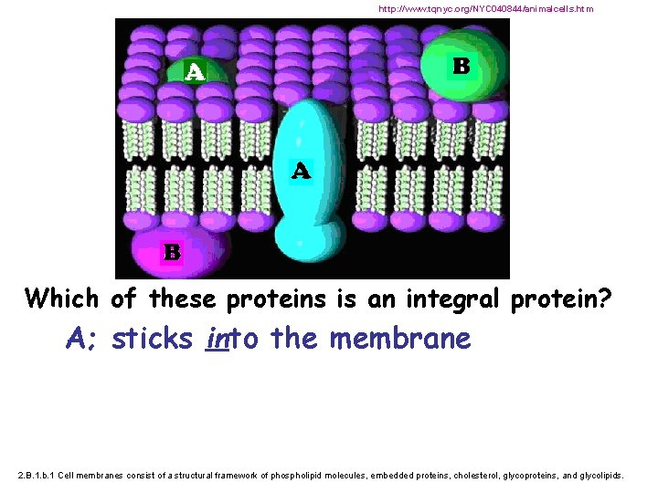 http: //www. tqnyc. org/NYC 040844/animalcells. htm Which of these proteins is an integral protein?