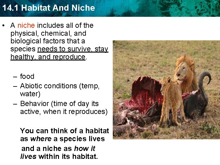 14 1 Habitat And Niche KEY CONCEPT Every